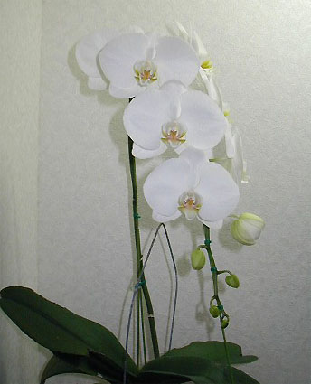 Phal. Hybrid
