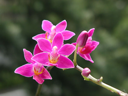 Phal. equestris var. rubra 'Violet Queen'