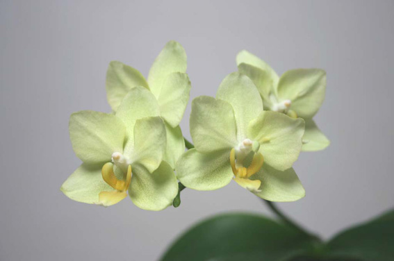 Phal. unknown
