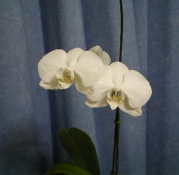 Phal. un-known