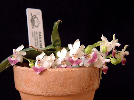 Phal. Parisii