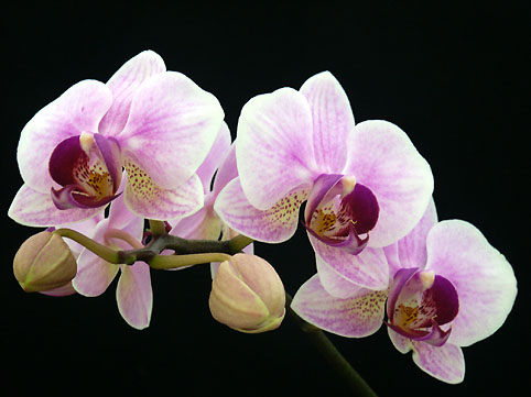 Phal. Sogo Lit-Angel