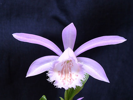 Pleione formosana
