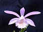 ͂炳 Pleione formosana փWv