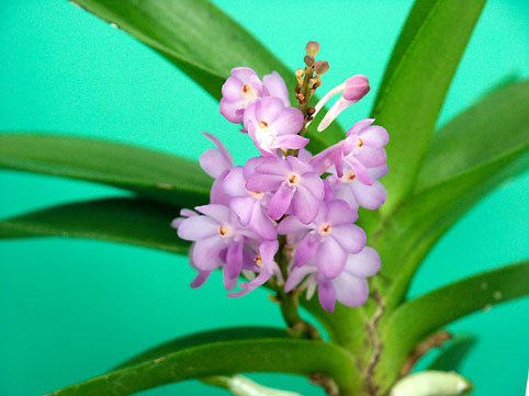 Rhctm. Lilac Blossom 'Lucky'