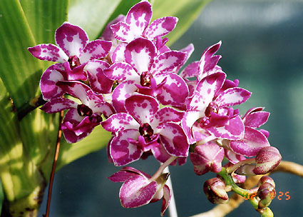 Rhy. gigantea 'Red' x 'Spots'