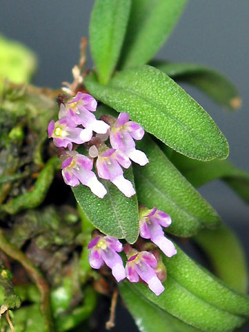 Schoenorchis fragrans