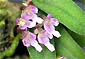 Schoenorchis fragrans