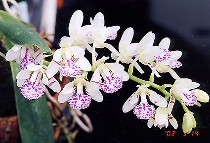 Sedirea japonica （ナゴラン）