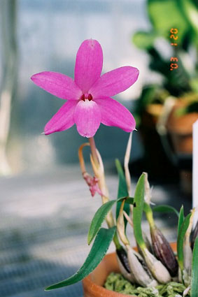 Sophronitella violacea