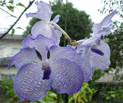 真さんの V. coerulea