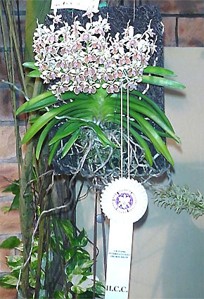 V. lamellata 'Ayumu#118'