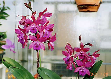 Epc. (Hawaiian Rose x aurantiac) 'Nozawa'