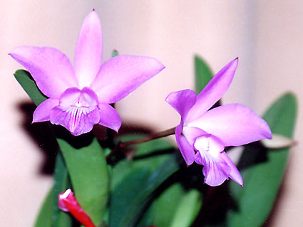 ウーロンさんの L. ウーロン(仮称)