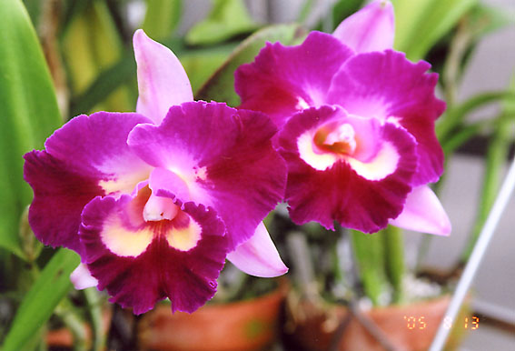 Bc. Island Charm 'Tokyo'