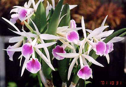  Bc. Katherine H Chatham 'Coppelia'