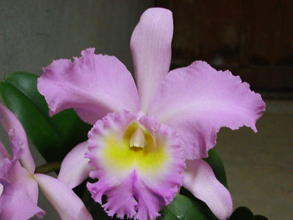Bc. Languedoc 'Singapor Welcome'