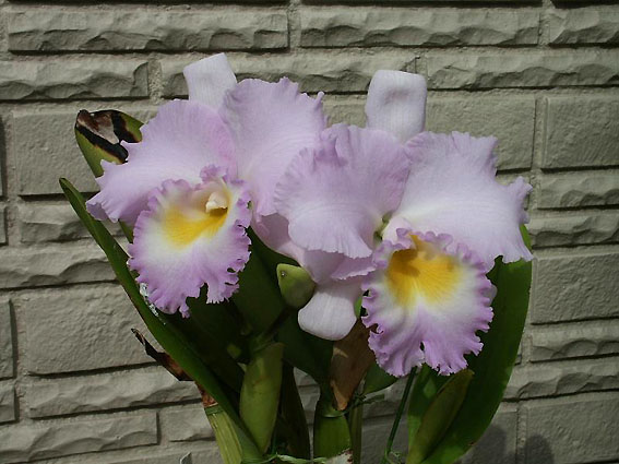 Bc. Llano 'Pastoral Lady'