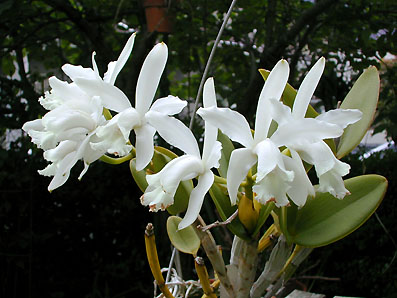 C. intermedia var. alba 'Dutura' x 'Anselmo'