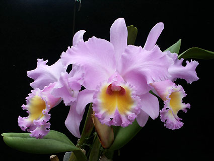 Bc. Marcella Koss 'Pink Mavel'