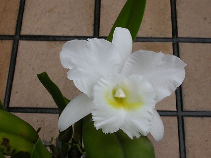 Bc. Pastoral 'Innocence'