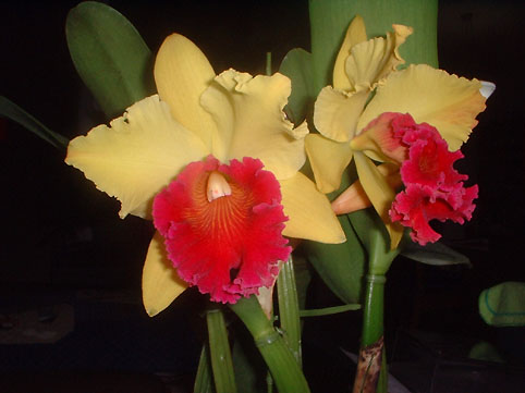 Blc. Alma Kee 'Tipmalee'