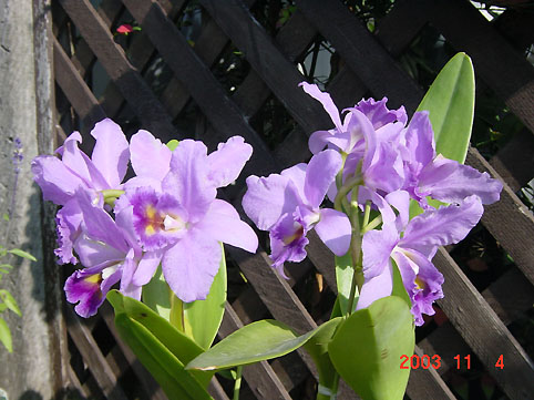 Blc. Blue Grotto 'Takagi'