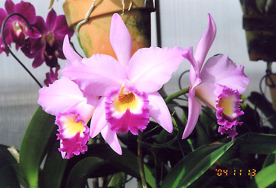 Blc. Cosmo-Princess