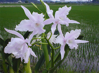 L. lobata 'Misato'