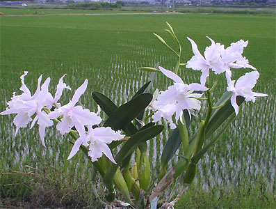 L. lobata 'Misato'