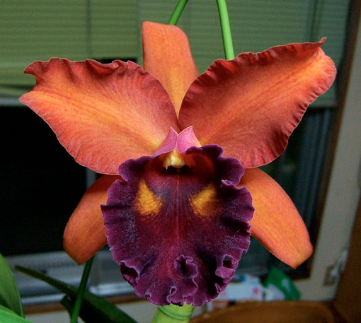 Blc. Eve Marie Barnett 'Magnificent Watermelon Gold' FCC/AOS