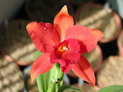 Blc. Fortune