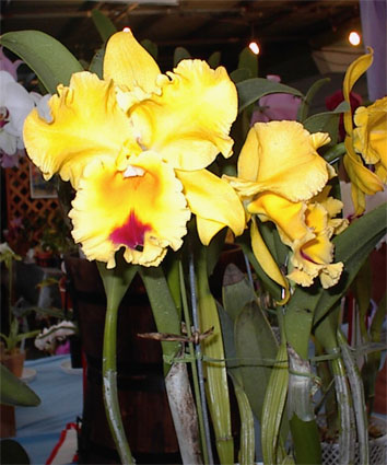 Blc. Goldenzelle 'Lemon Chiffon'