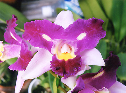 Blc. Haw Yuan Beauty