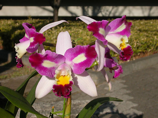 Blc. Haw Yuan Beauty 'ʓ'