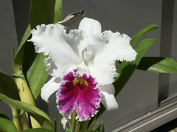 Blc. Holiday Inn 'Magic Carpet' AM/AOS