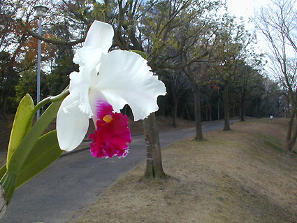 Lc. Melody Fair 'Carol'