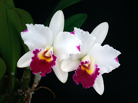 Blc. Hsinying Catherine 'Full Moon'