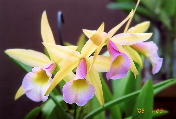 Blc. Humming Bird