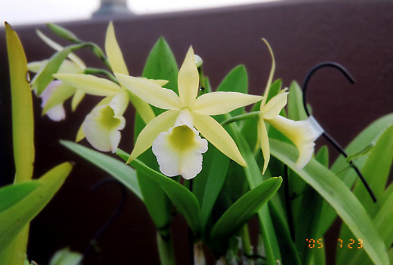 Blc. Humming Bird