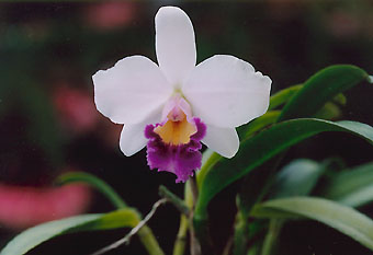 Lc. Pri Pri 'Yuki'