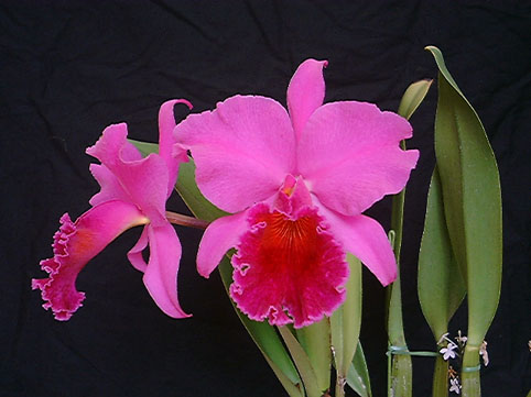 Blc. Lucky Strike '15485'