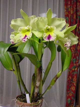 Blc. Magic Meadow 'Napoleon'