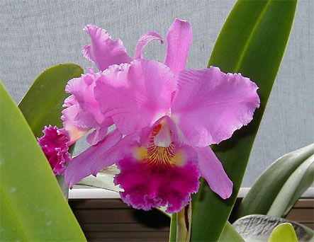 Blc. Malibu Gem 'Ellen' AM/AOS