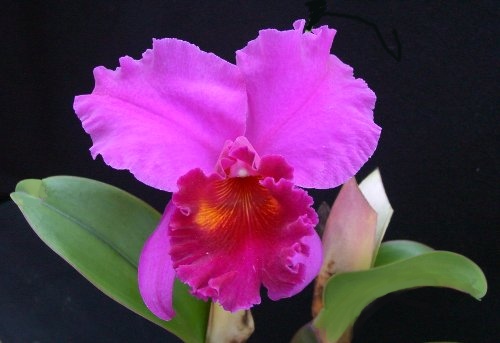 Blc. Memoria Crispin Rosales 'Victory'