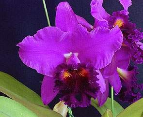 Blc. Memoria Crispin Rosales 'Jun Juen'