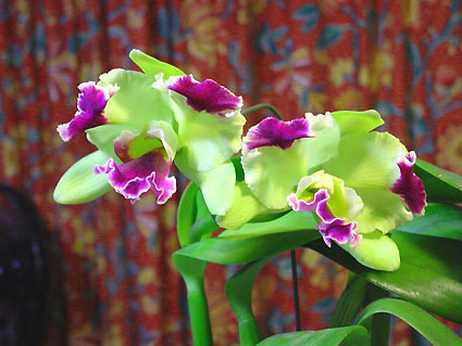 Blc. Memoria Helen Brown 'Sweet Afton var. 麗城'