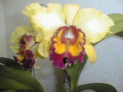 Blc. Okinawan Gold 'Yaeyama Beauty'