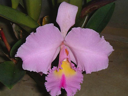 Blc. Pamela Hetherington 'Coronation'