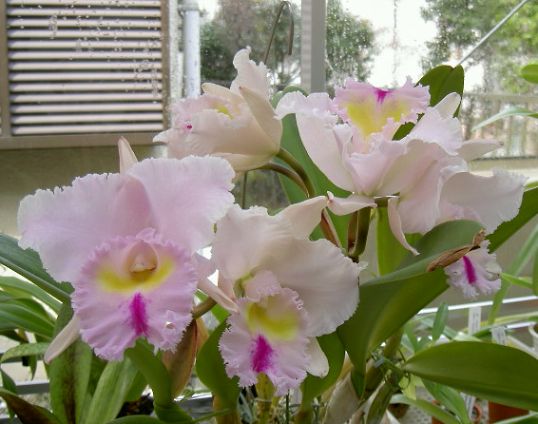 Blc. Pamela Hetherington 'Coronation'